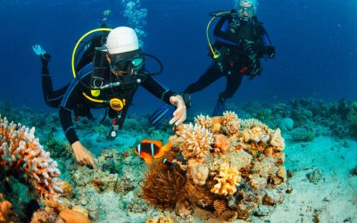 รพ.วิมุต เปิดบูธในงาน “Thailand Dive Expo 2026 (TDEX)” ชวนเช็กความพร้อมก่อนดำน้ำ ภายใต้แนวคิด “Fit to Dive สุขภาพพร้อมก่อนลงทะเล” ยกทีมบุคลากรทางการแพทย์ให้คำปรึกษา–ตรวจสมรรถภาพปอด เสริมความพร้อมก่อนลงทะเล พร้อมโปรแกรมตรวจในราคาพิเศษตลอดงาน 21–24 พ.ค. นี้ ฮอลล์ 5–6 บูธ B91